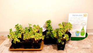 niwa25.jpg